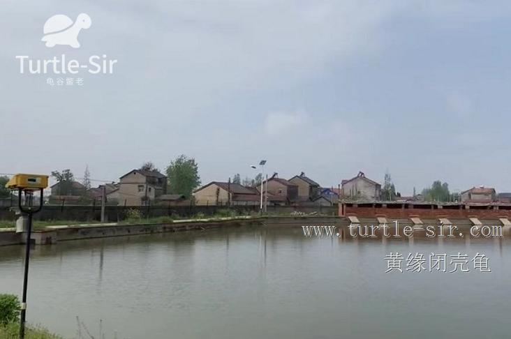 2019年黄缘龟市场分析,黄缘龟市场走势图