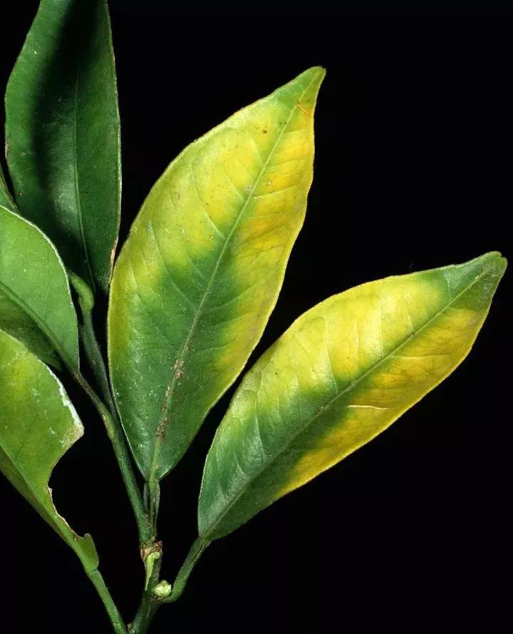 作物缺素原因及症状对照表收藏版,作物营养缺素诊断与科学施肥