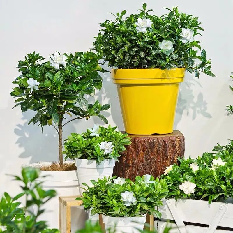 养花公认最美4种花满屋飘香,公认最好养的五种花