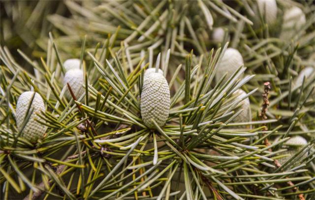 自己怎么配制盆栽营养土,营养土配什么土养