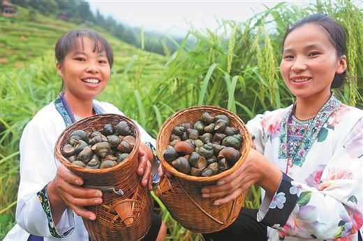 田螺养殖前景成本技术分析,田螺养殖主要是靠什么赚钱的