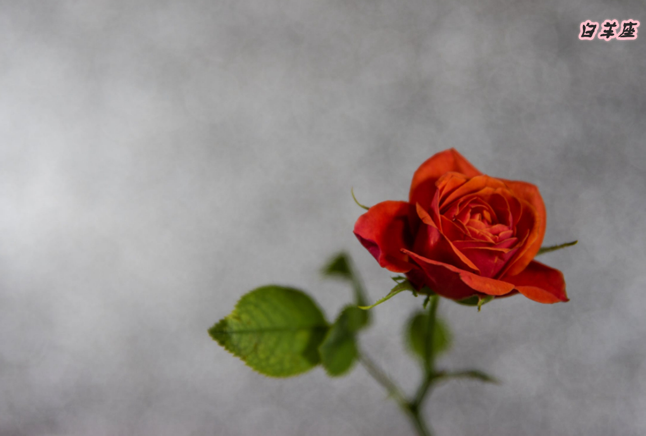 哪个星座男是钢铁直男,12星座中最直男的星座