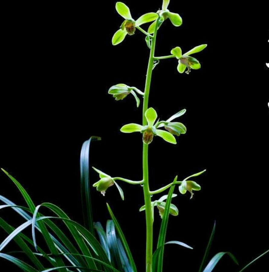 大花蕙兰花苞怎么养护,蕙兰有花苞后怎么养护