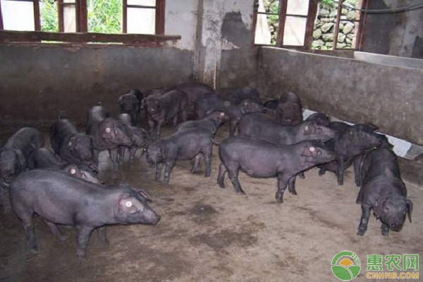 苏大母猪配什么品种最好,苏太母猪如何饲养