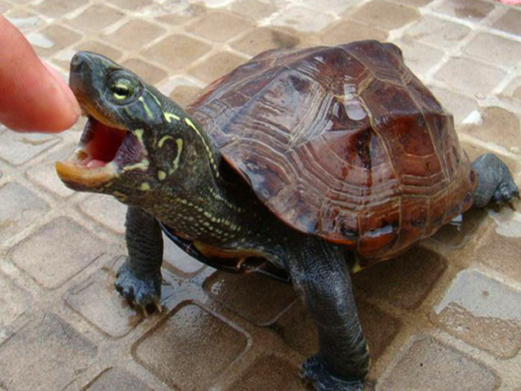 乌龟被挖出来,乌龟被剥了壳的样子