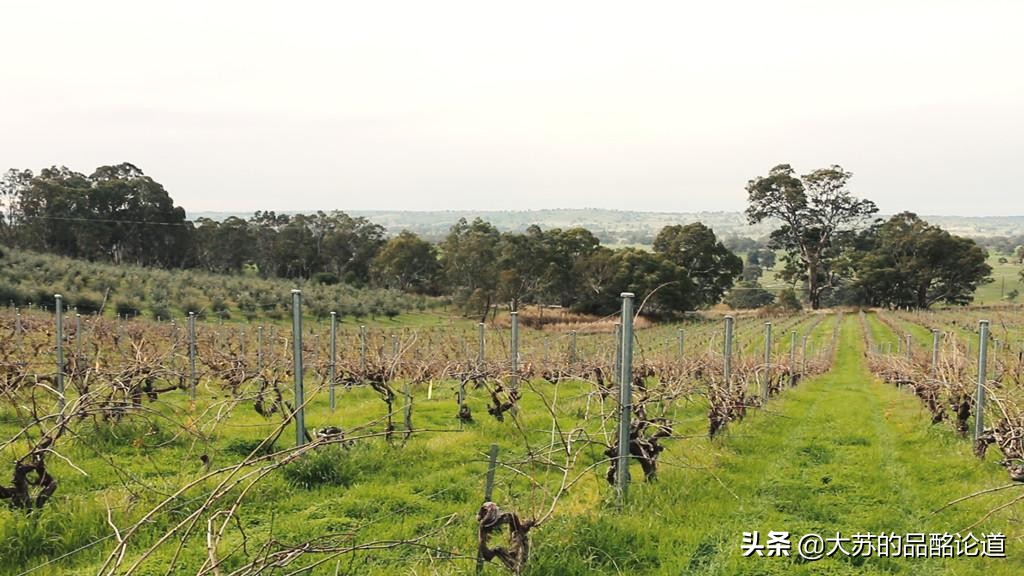 最好的葡萄酒电商平台,卖葡萄酒的电商平台有哪些