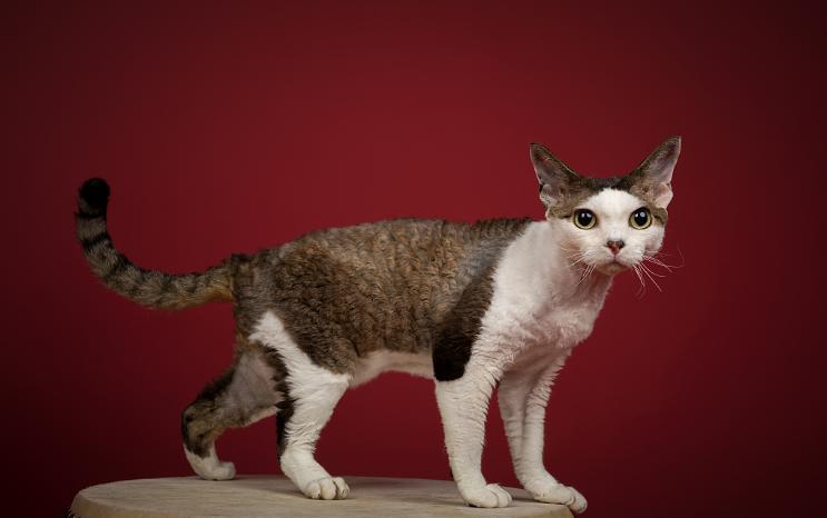 猫中边牧,德文卷毛猫头上有杂毛