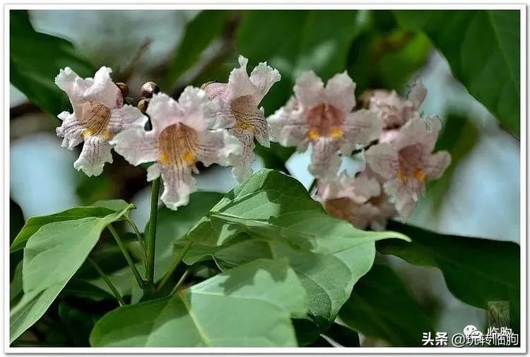 邂逅楸树花开,阳春三月梧桐花开