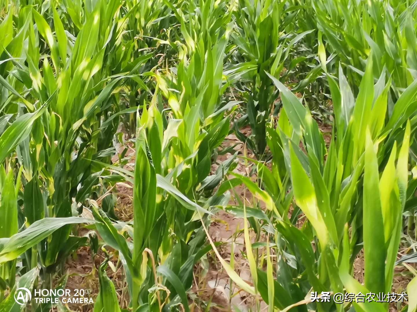 种植玉米要高产该怎么办,种玉米怎么防治病虫