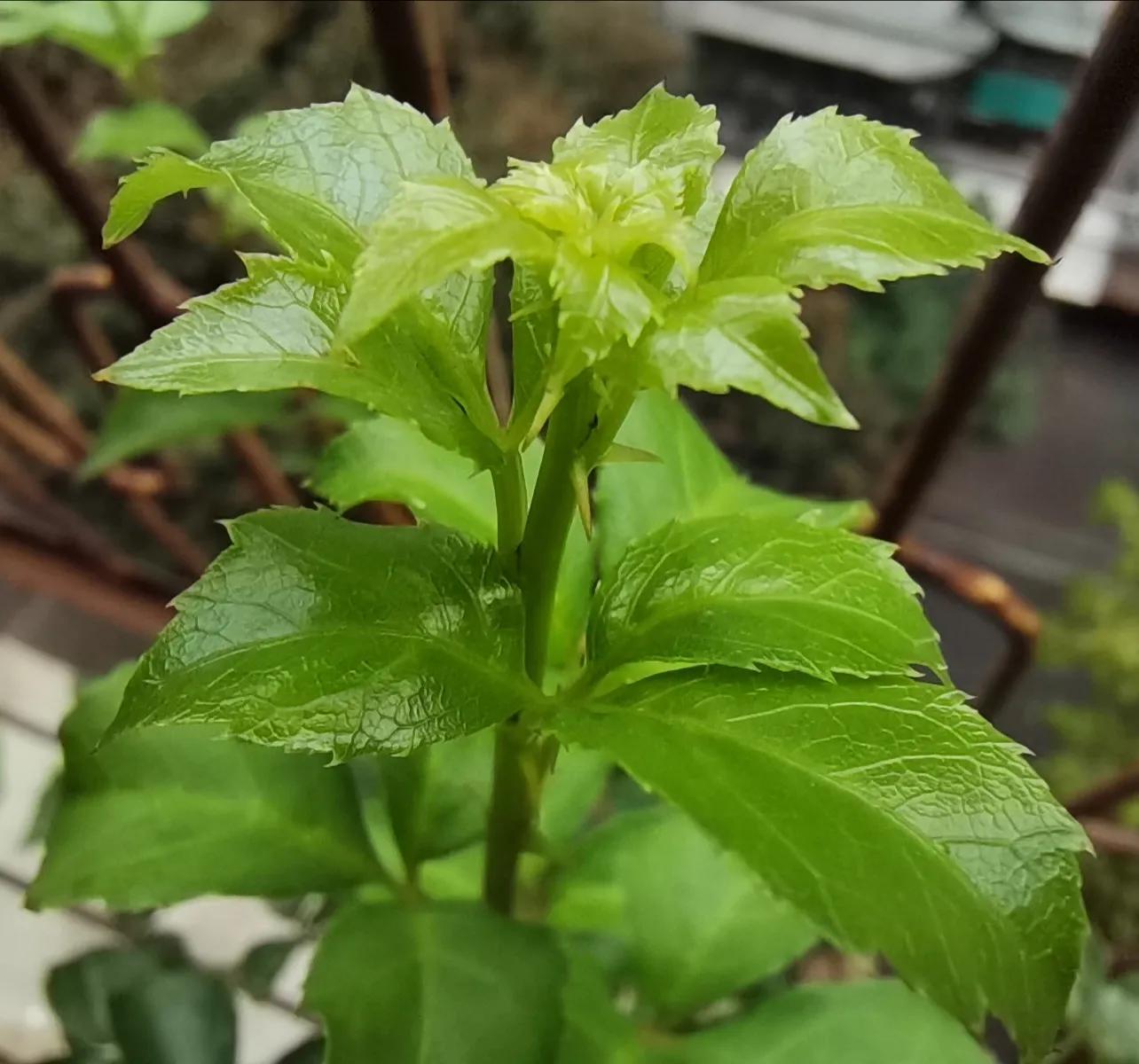 苦刺心是刺苔吗,苦刺芯味道
