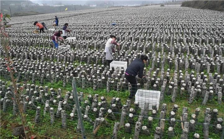 革命老区遵义贫困县全部出列