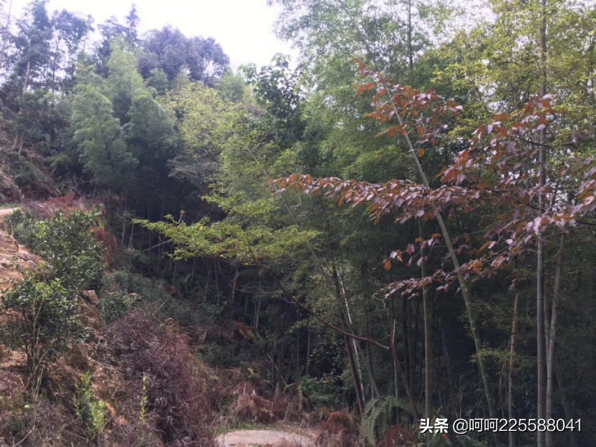 假日山村游玩,假日凤凰山旅游攻略