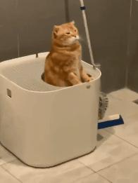 猫咪拉屎姿势好笑,猫咪拉屎搞笑表情