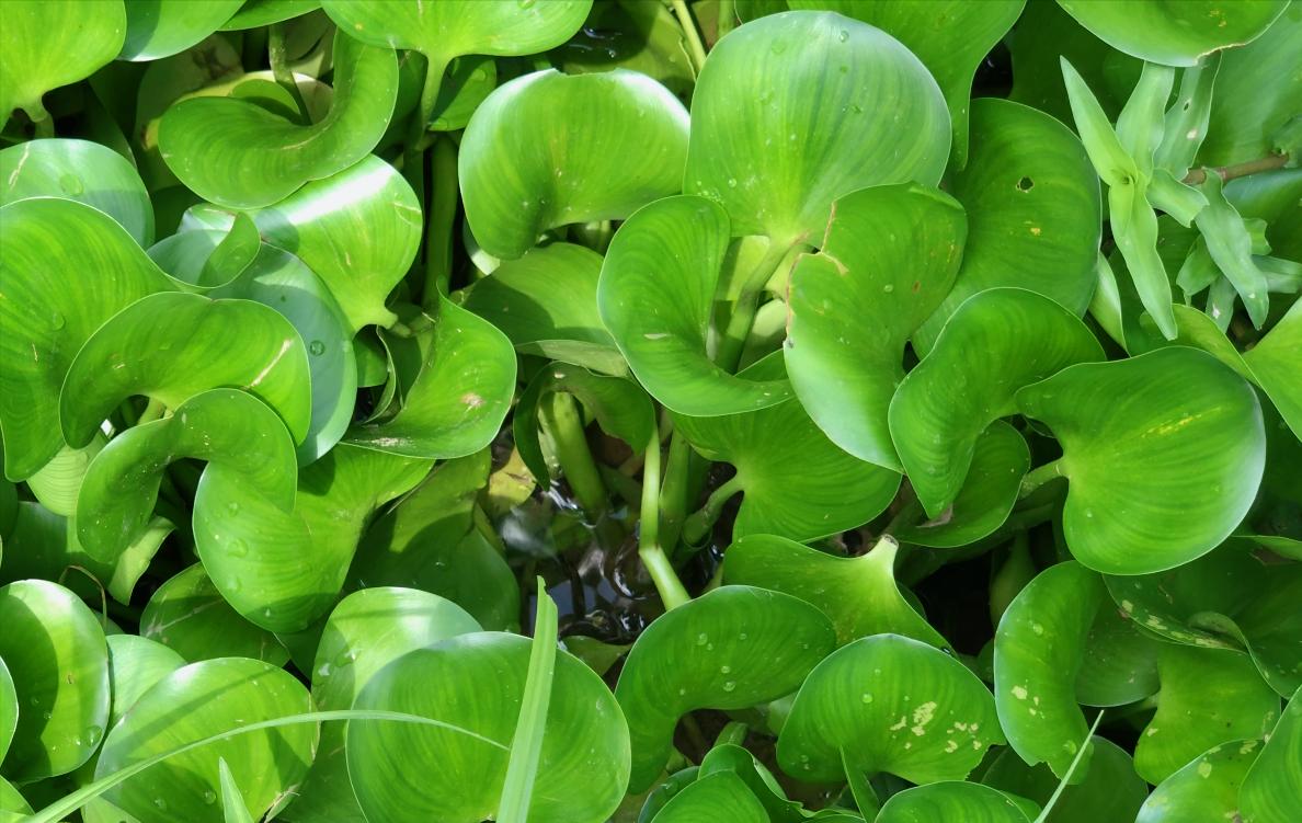 水葫芦在我国为何很少见了,水葫芦都有些什么样儿的