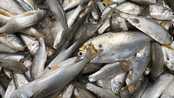 吴阳海鲜直播,吴阳金海岸出海直播