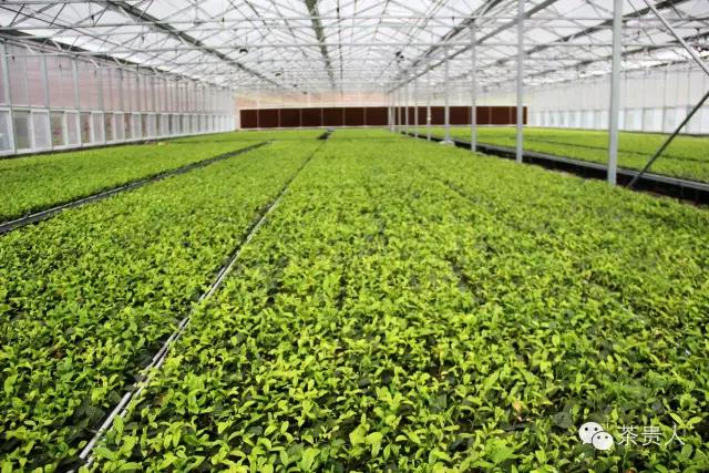 茶眼看陕西,茶眼看中国茶