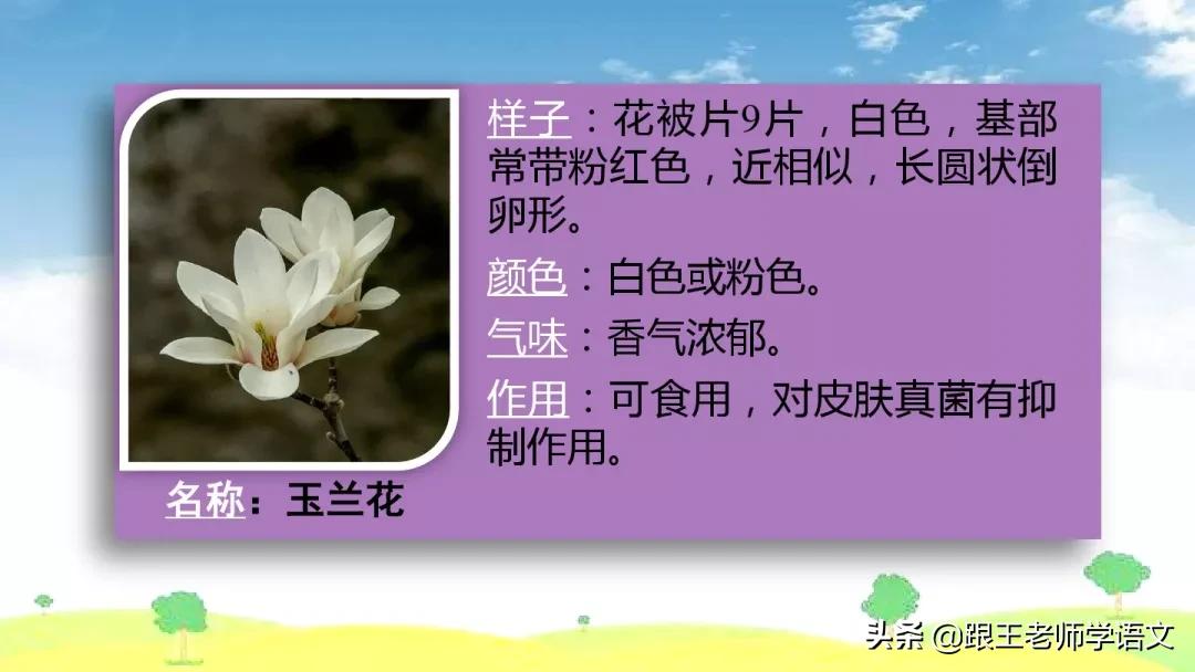 我的植物朋友竹子作文三年级300字,三年级下册我的植物朋友习作评语