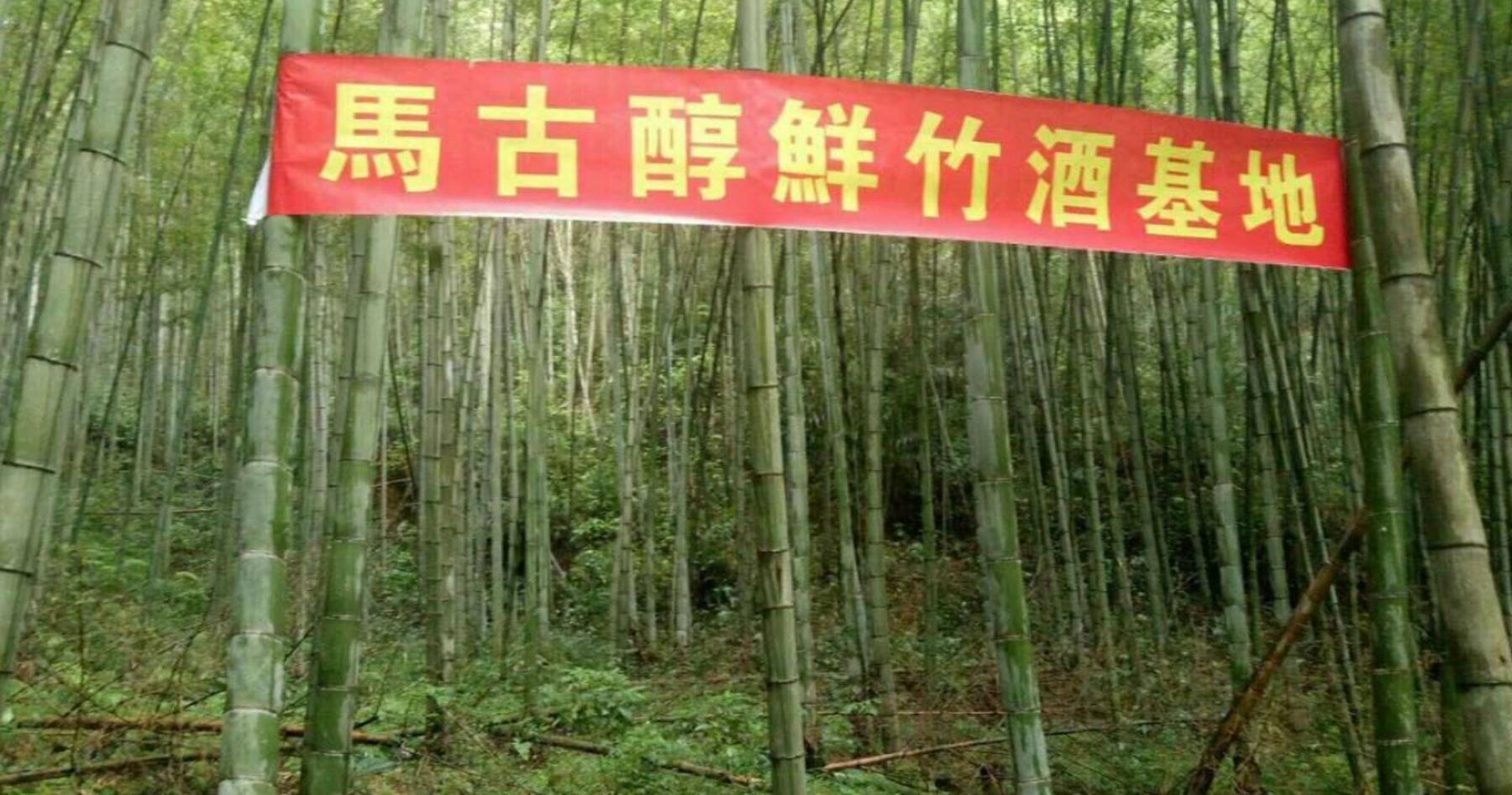 以前的竹叶青酒为何没有了,活竹酒真的存在吗