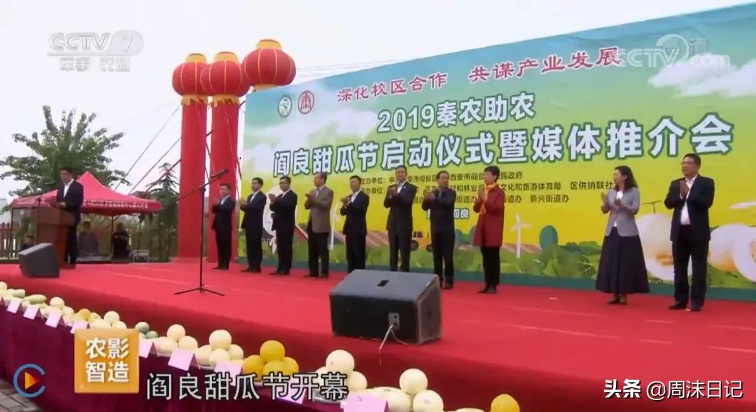 不甜不要钱！白玉甜瓜火了，脆嫩香甜多汁！全家老小都爱吃