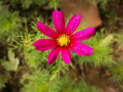 植物有白色的东西怎么去掉小妙招,植物长了白色的东西很黏