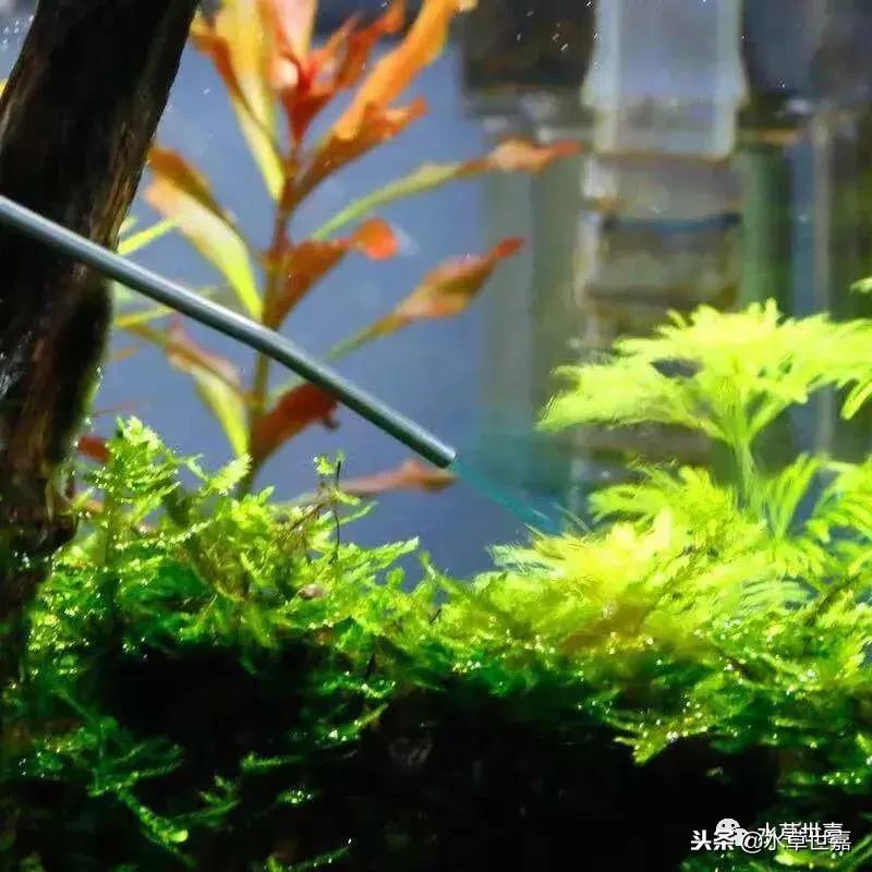 草缸常见10种藻类的解决方法,草缸藻类生物防治方法