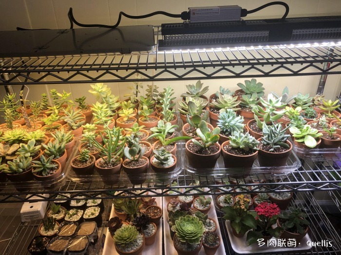 入了多肉坑又入了养鱼坑,多肉补光灯出坑