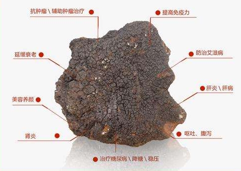 桦树茸神奇宝贝,cctv7神奇的蜂王浆