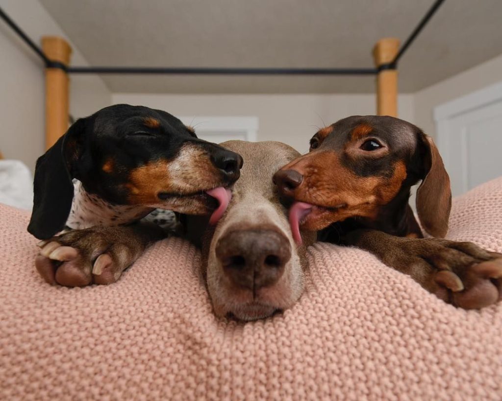 为什么狗狗喜欢舔主人的手,狗狗喜欢舔地板是什么原因