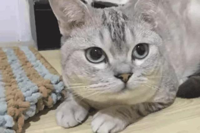 宿舍为什么不可以养猫,该不该在宿舍养猫