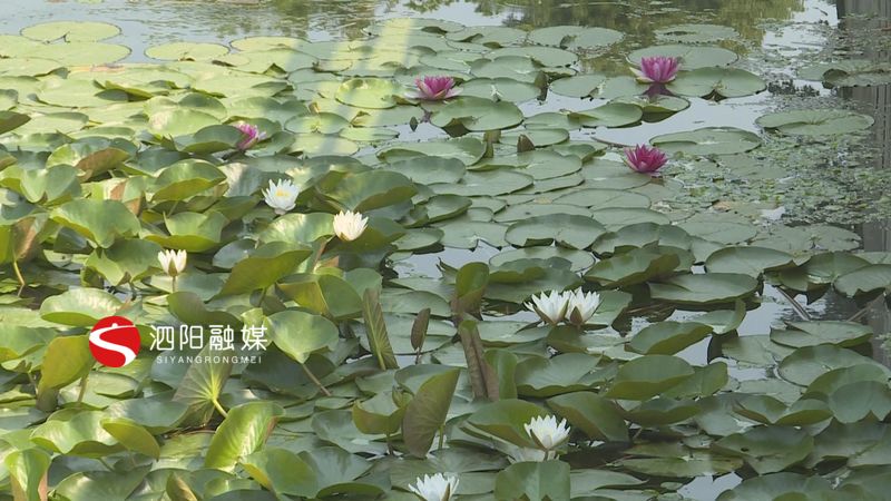 凤栖湖睡莲盛开,千亩荷塘睡莲次第开放风景迷人