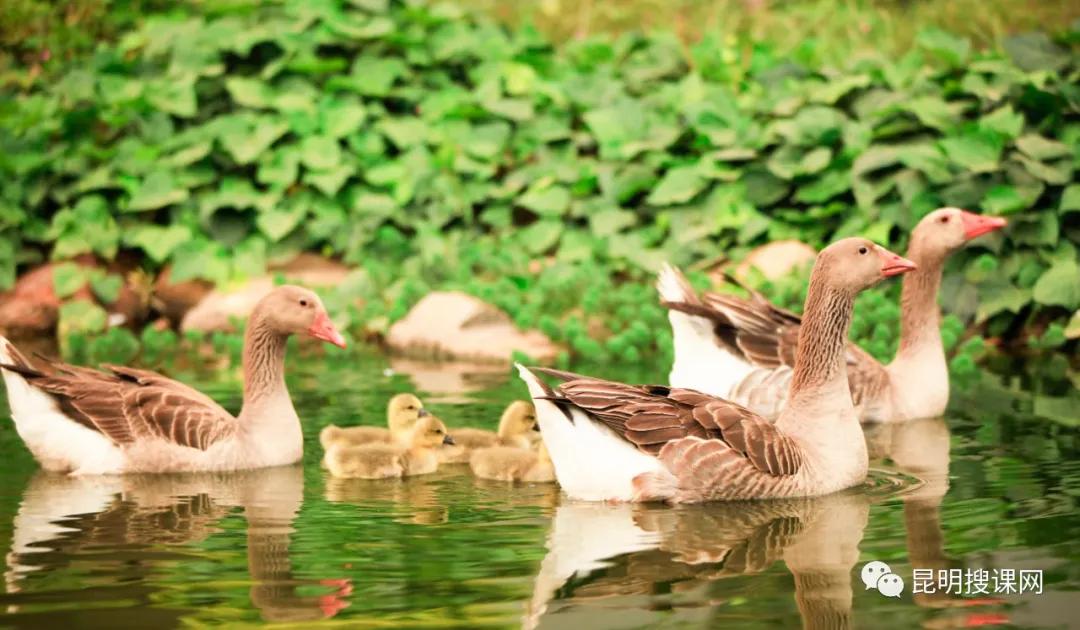 昆明第十中学白塔校区初一,昆明中学实力排名前十名