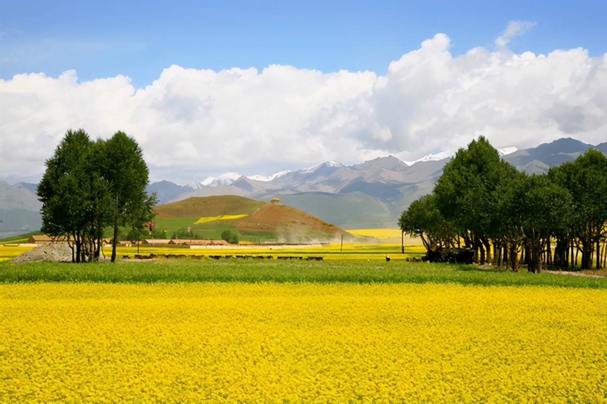 每天喝一勺山茶油可以养胃,每天喝多少茶油可以通便