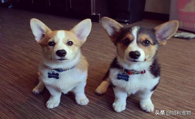 如何看柯基是不是正宗的,你对柯基了解吗