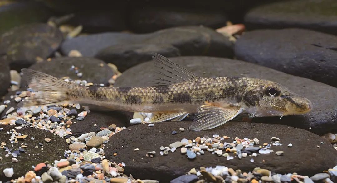 各种淡水鱼你认识吗,淡水鱼的种类你认识几种