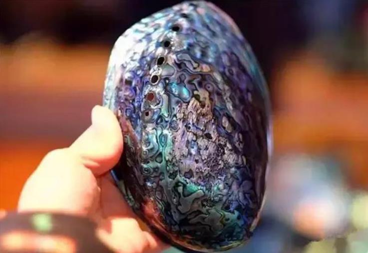 世界鲍鱼品种大全，你若知道其中5种，我叫你三声大哥