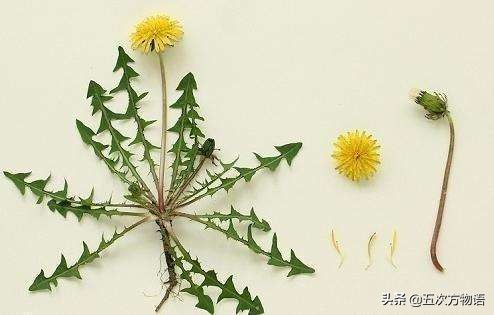 1分钟了解蒲公英,蒲公英科普知识资料大全