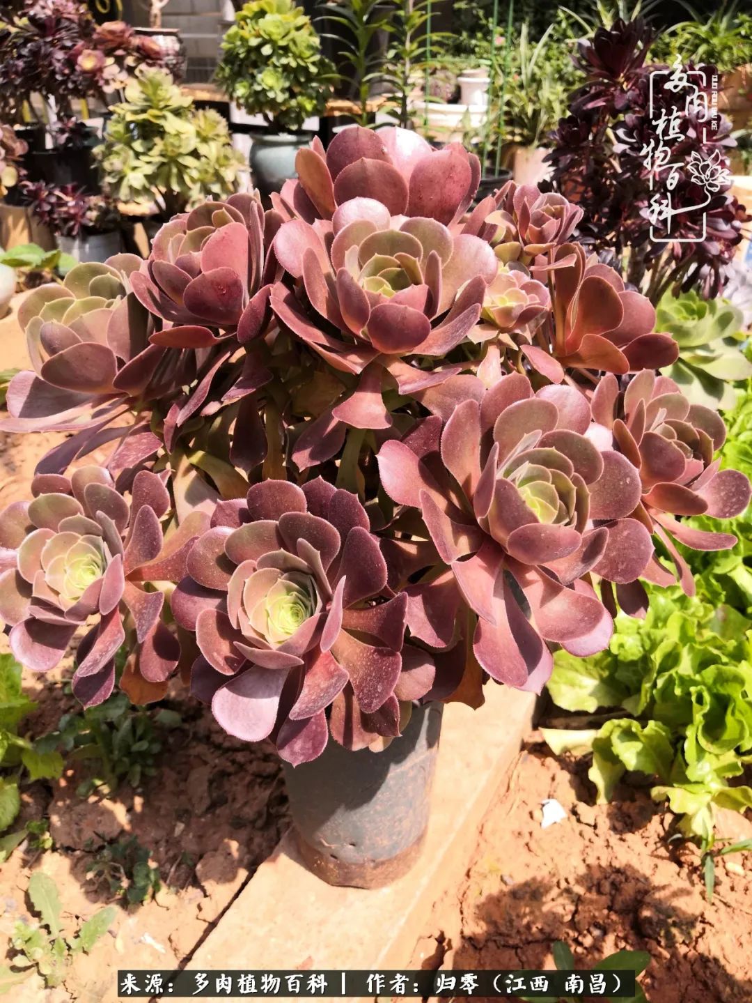 人生转个弯,在小院遇见落入凡间的多肉小精灵