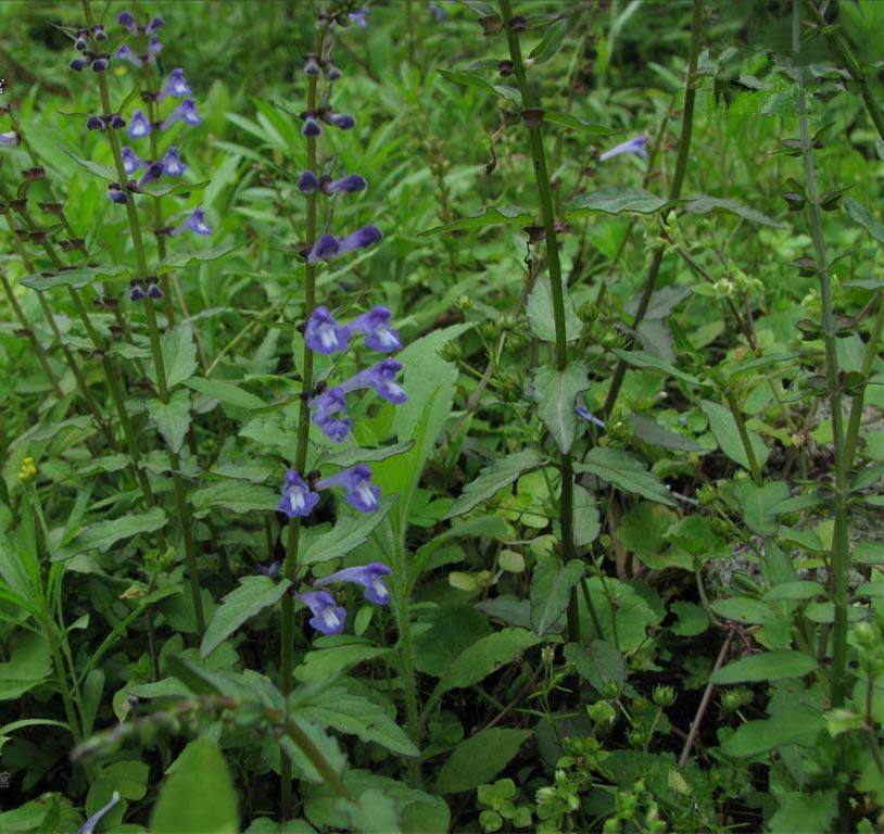 农村地头很多半枝莲,农民为什么不种植,反而种植粮食?