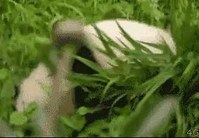 国内可以看熊猫吗,看熊猫要到哪里看