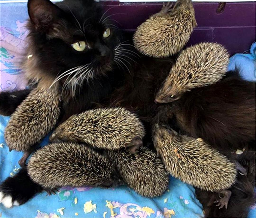 刺猬吃蛇过程,刺猬真的是蛇的天敌吗