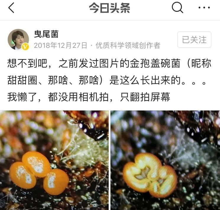 她让20万人爱上一种菌：像西米露，又似咸蛋黄，网友直呼太神奇