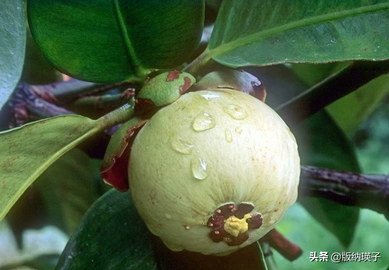 山竹的正确吃法怎么挑选山竹,怎么挑选到不会玻璃心的山竹