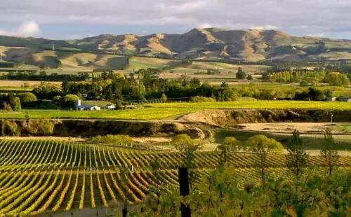 看了新西兰的这些酒庄和美食，让人蠢蠢欲动