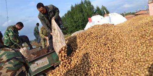 土豆滞销价格表,今年土豆为什么价这么低