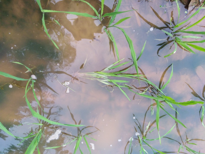 插秧前要注意什么事项视频,插秧苗时要注意哪些问题