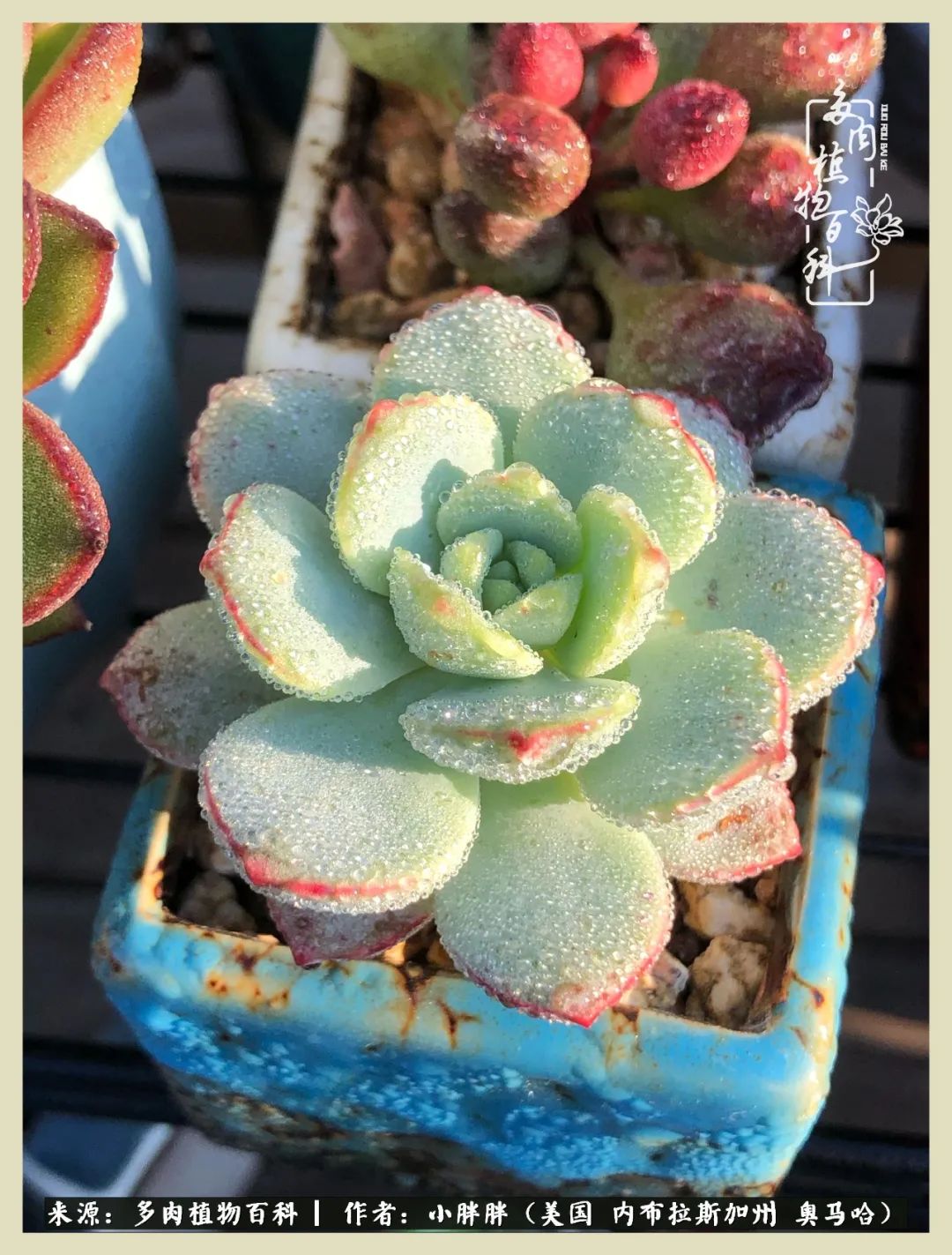 多肉小白入坑攻略,多肉中的鄙视链