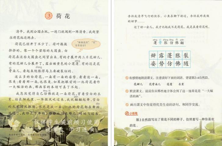 小学语文教资面试《荷花》教案+逐字稿