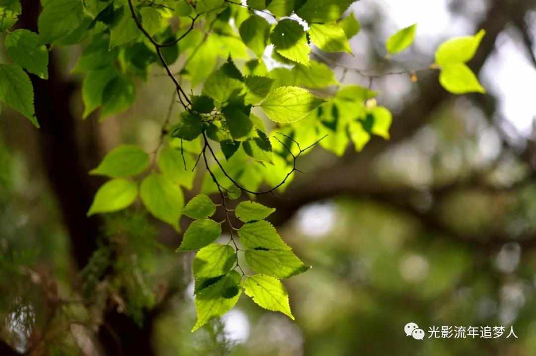 古寺灵岩寺,济南千年古寺灵岩寺