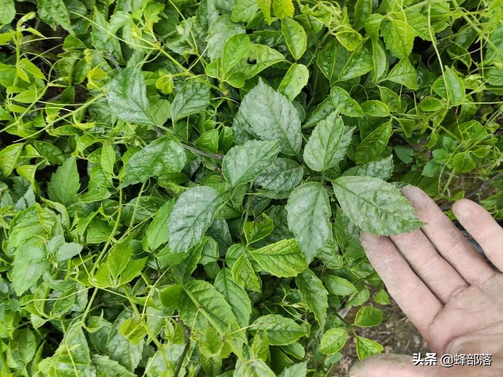 2021农村投资什么行业前景好,2019农村创业好项目投资小利润大