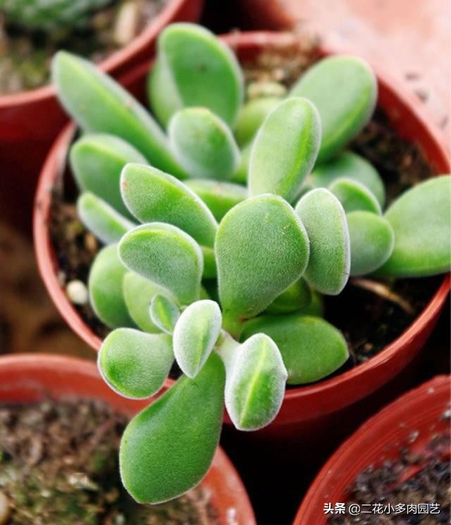 365种·常见花卉图谱，观果和多肉植物收藏篇